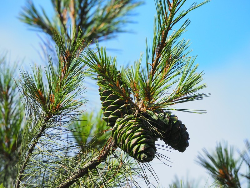 Pinus armandi photo 7