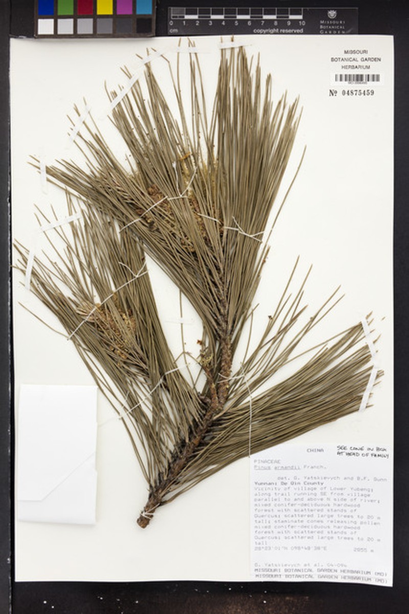 Pinus armandi var. armandi