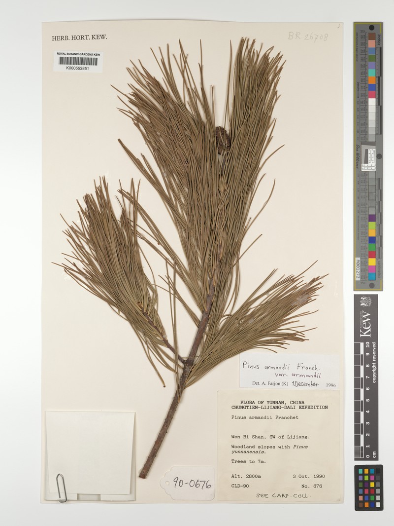 Pinus armandi var. armandi photo 4