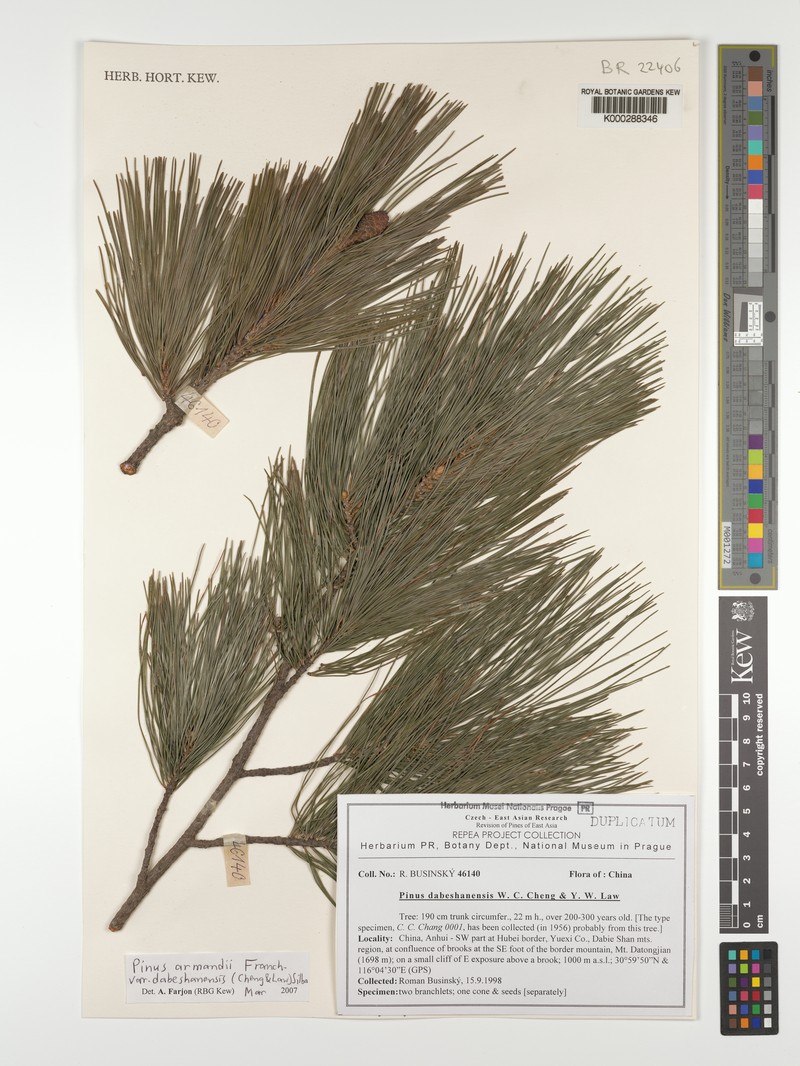 Pinus armandi var. dabeshanensis
