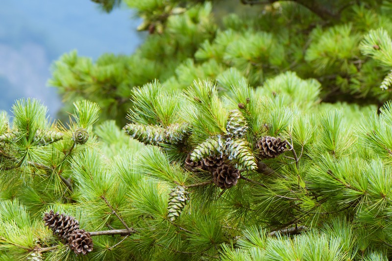 Pinus armandi var. mastersiana