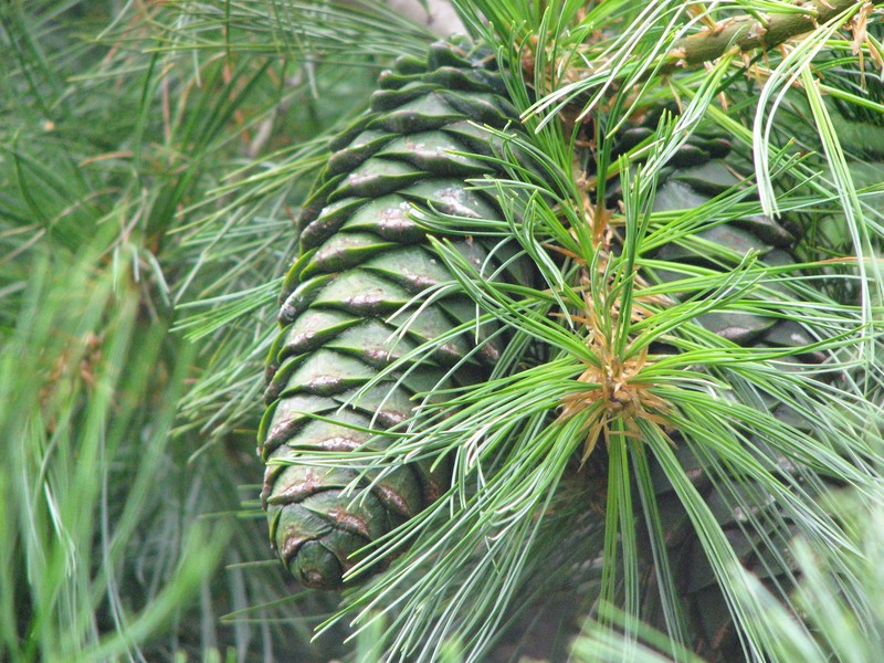 Pinus armandi var. mastersiana photo 2