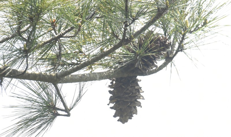 Pinus armandi var. mastersiana photo 3