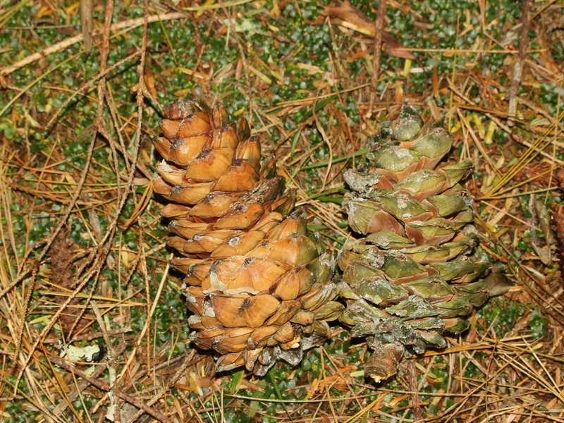 Pinus armandi var. mastersiana photo 4