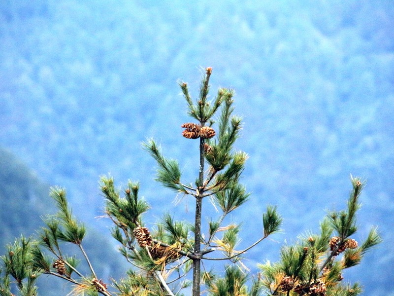 Pinus armandi var. mastersiana photo 5