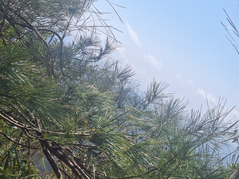 Pinus armandi var. mastersiana photo 7