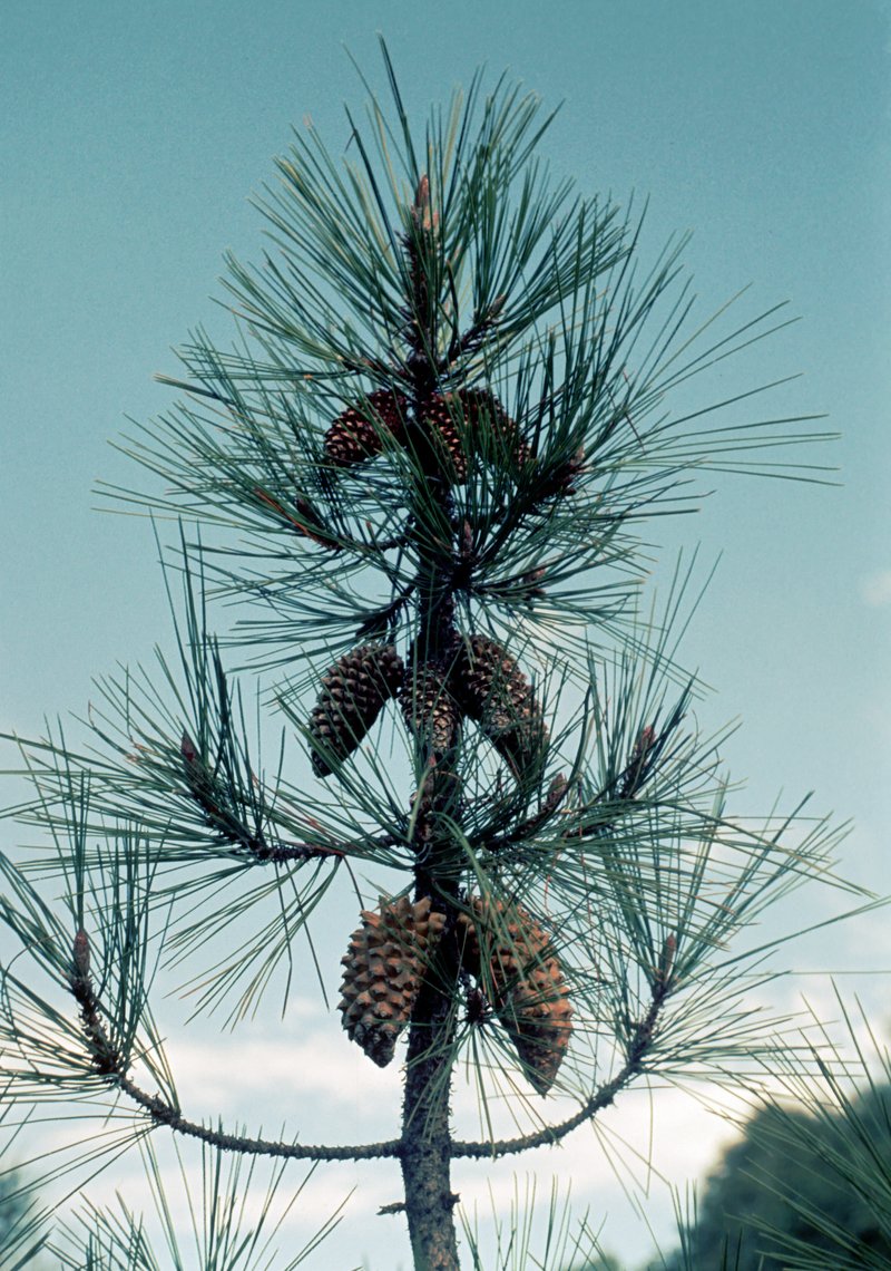 Knobcone Pine photo 4