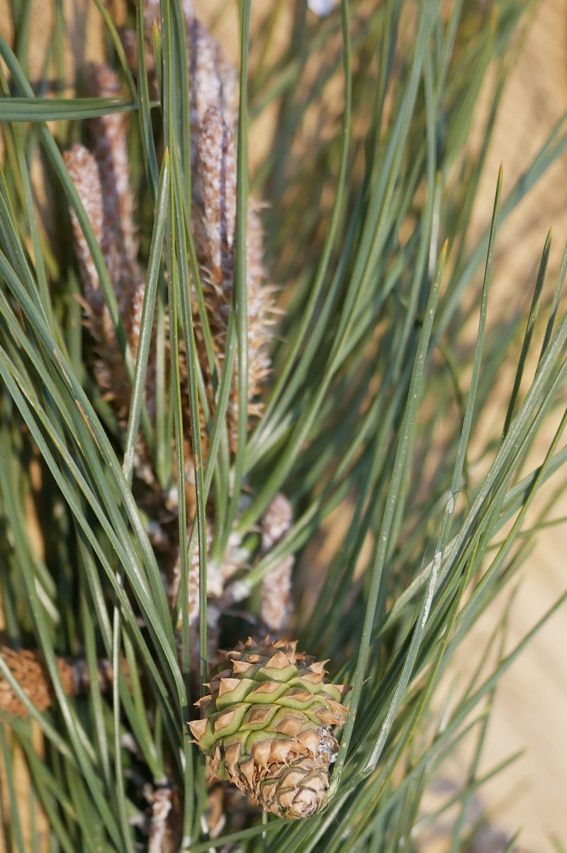 Knobcone Pine photo 5
