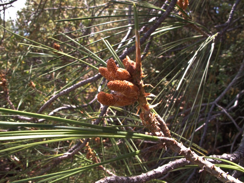 Knobcone Pine photo 6