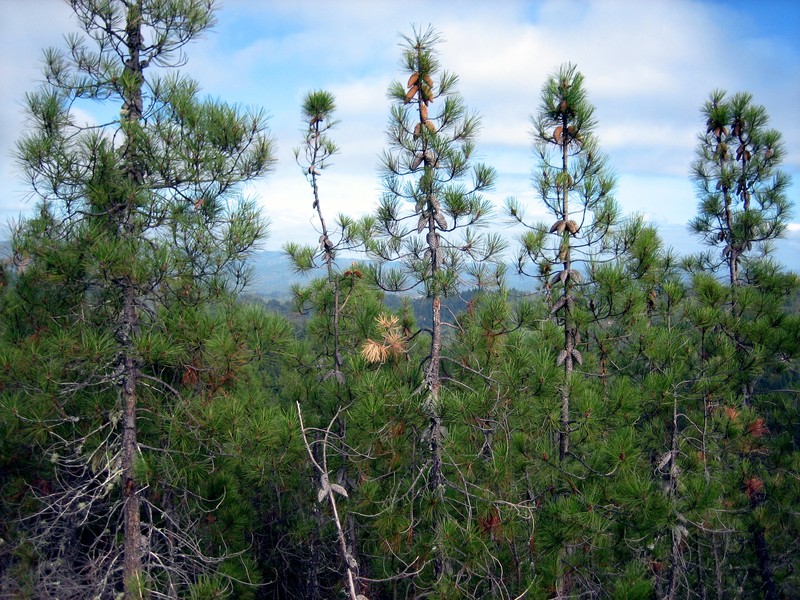 Knobcone Pine photo 7