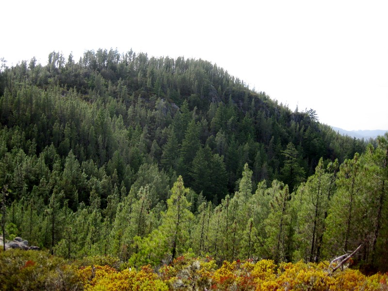 Knobcone Pine photo 8