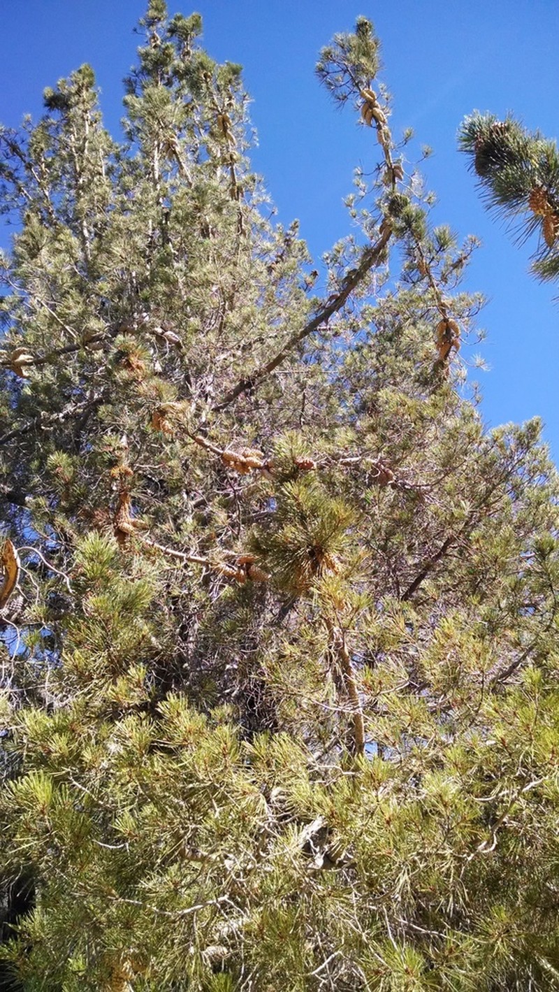 Knobcone Pine photo 7