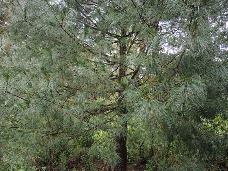 Pinus ayacahuite photo 2