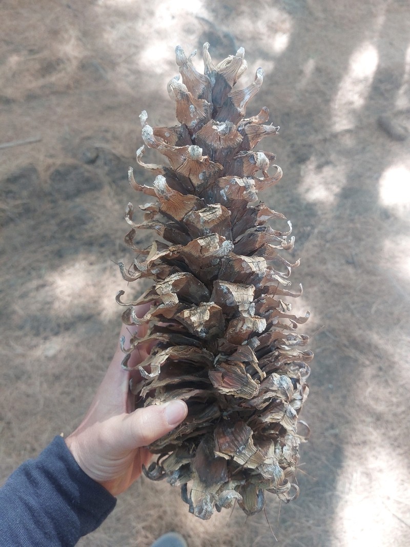 Pinus ayacahuite photo 3