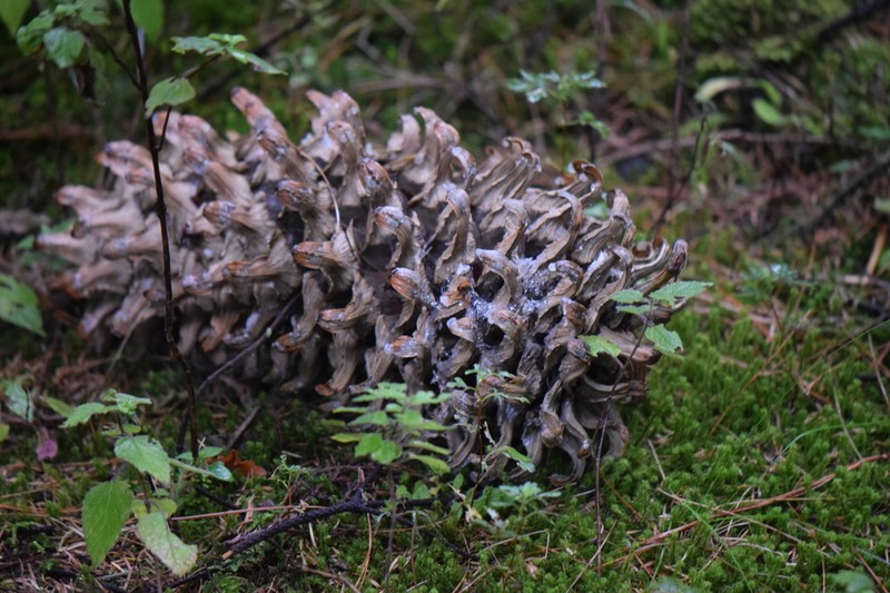 Pinus ayacahuite photo 4