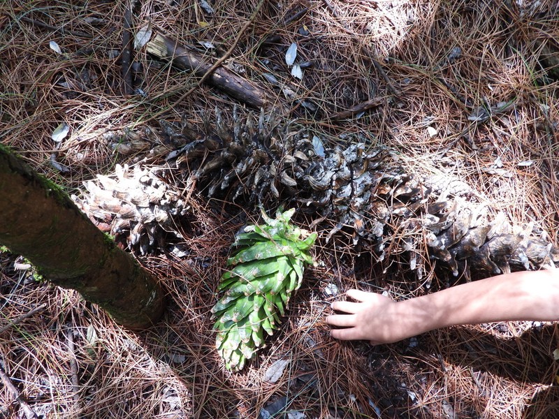 Pinus ayacahuite photo 5