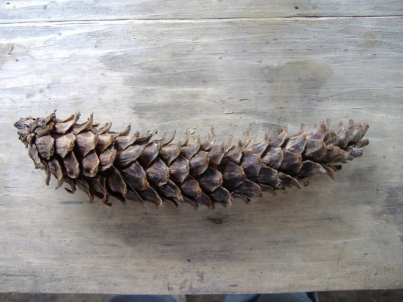 Pinus ayacahuite photo 6