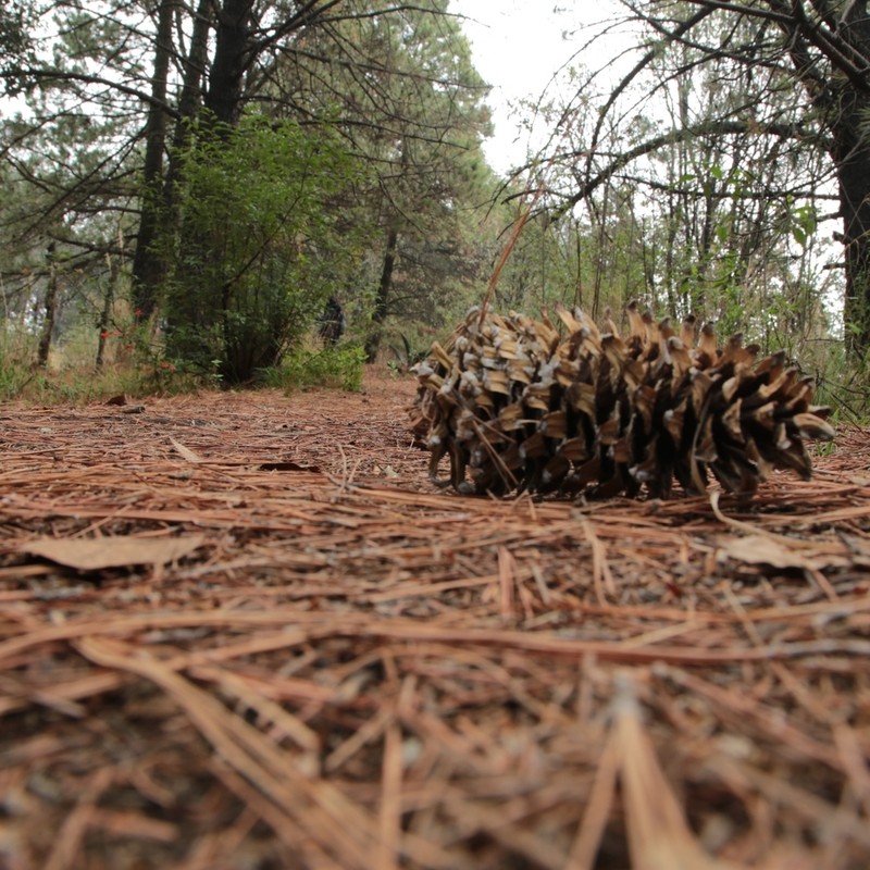 Pinus ayacahuite photo 7