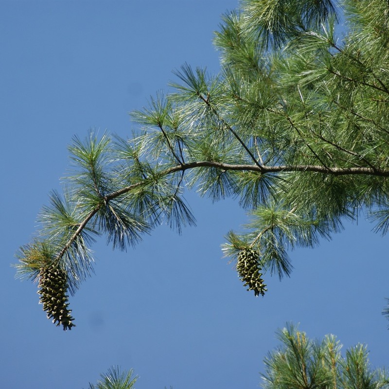 Pinus ayacahuite photo 8