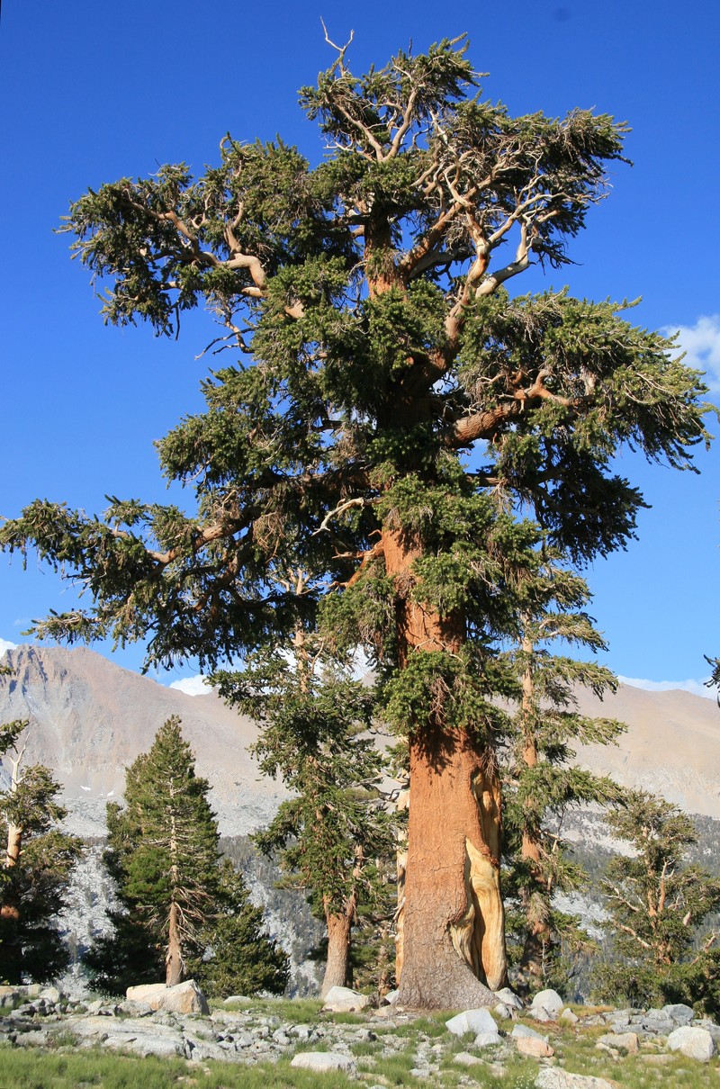 Foxtail Pine photo 3