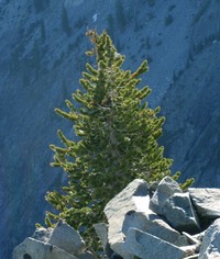 Foxtail Pine