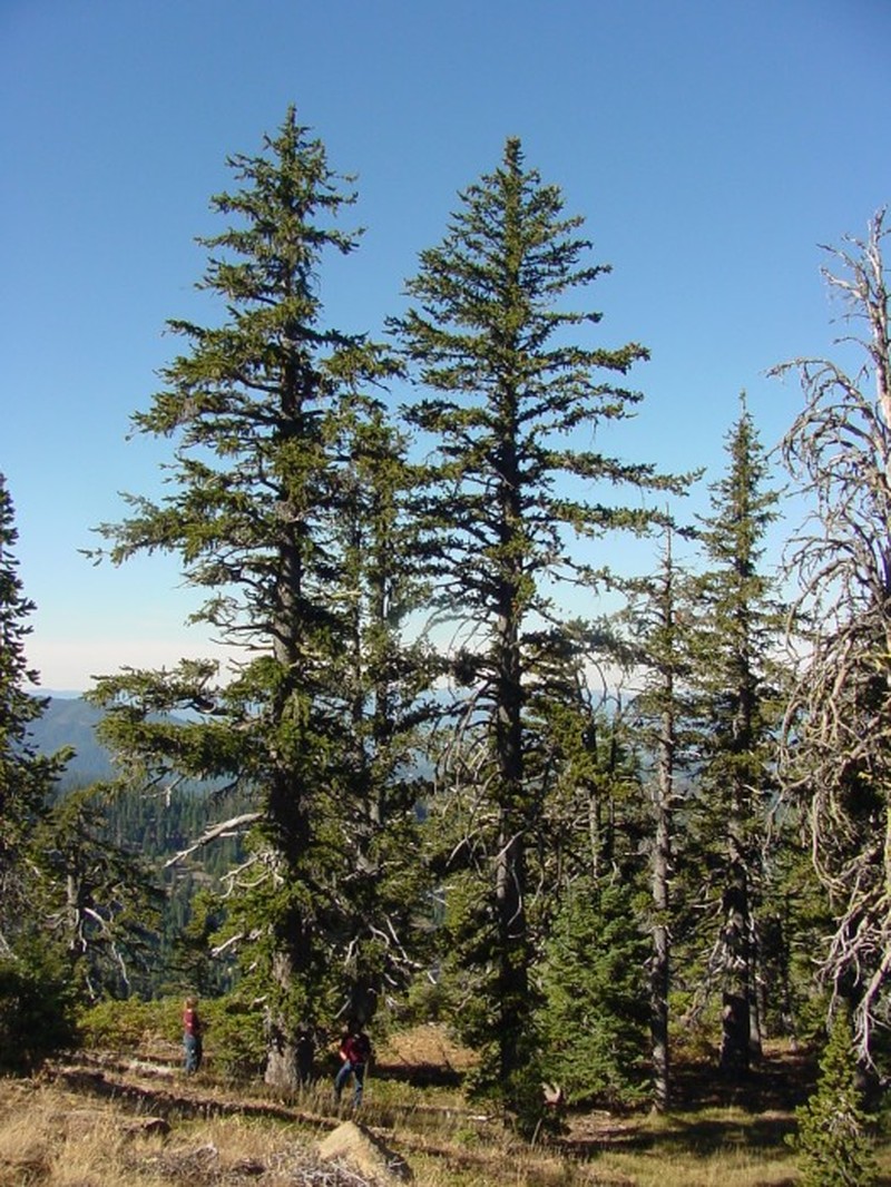 Foxtail Pine