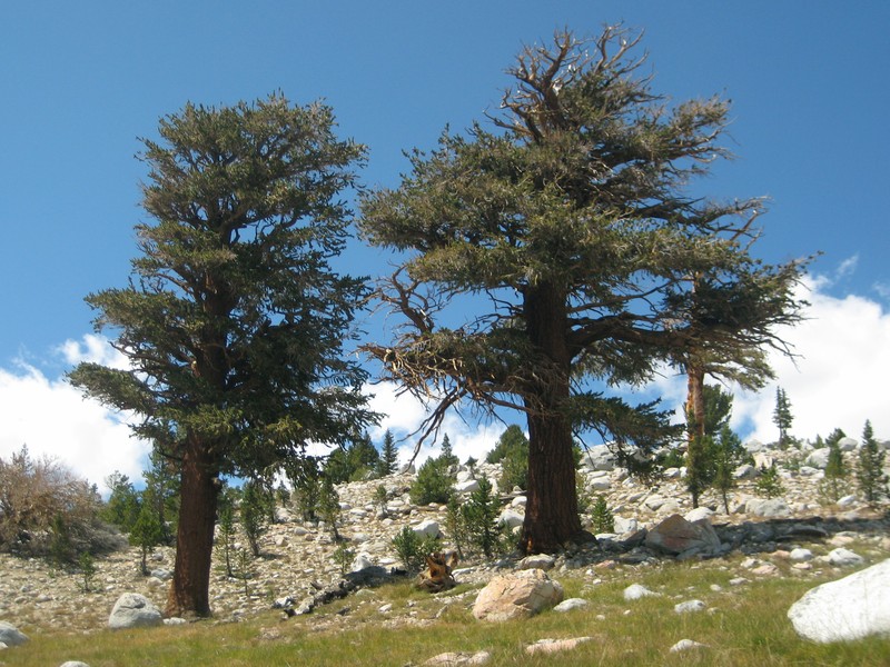 Foxtail Pine photo 4