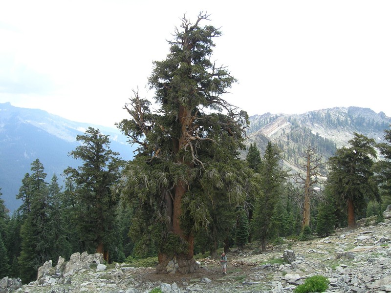 Foxtail Pine photo 5