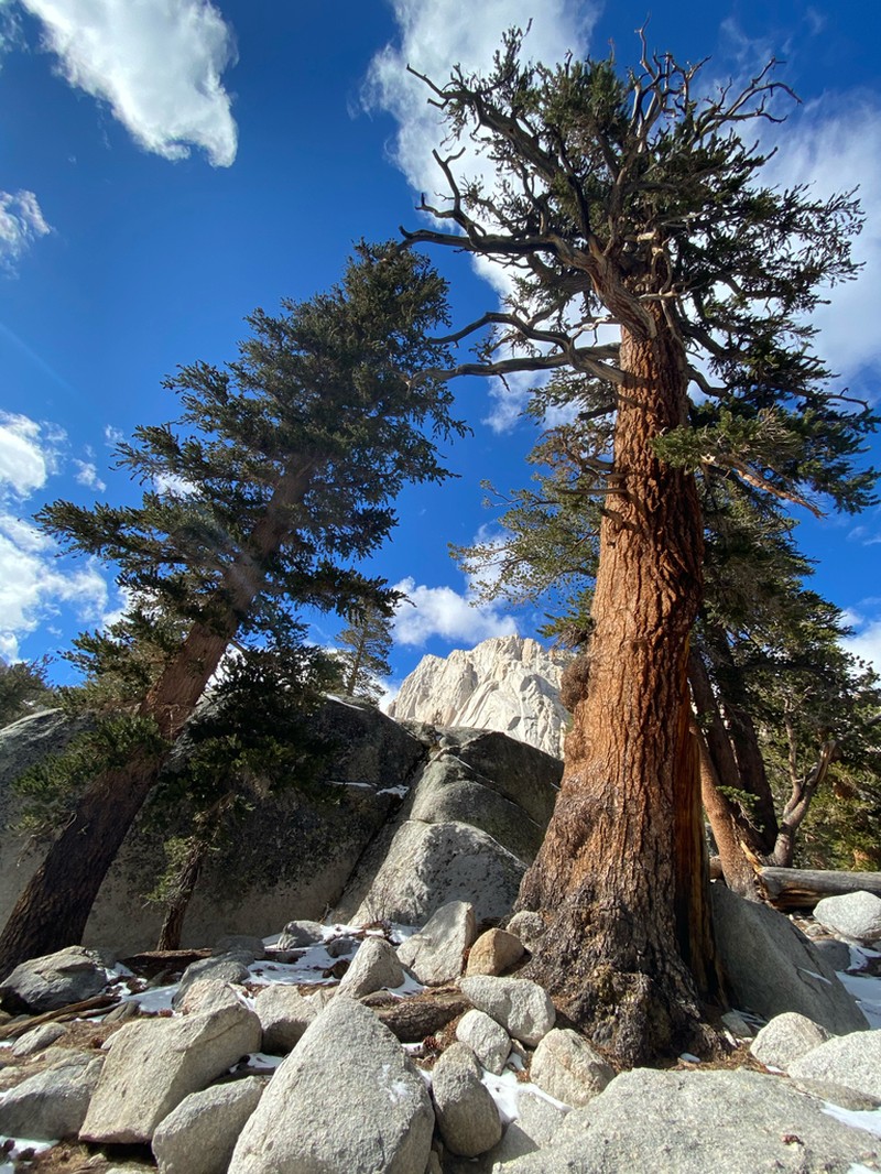 Foxtail Pine photo 6