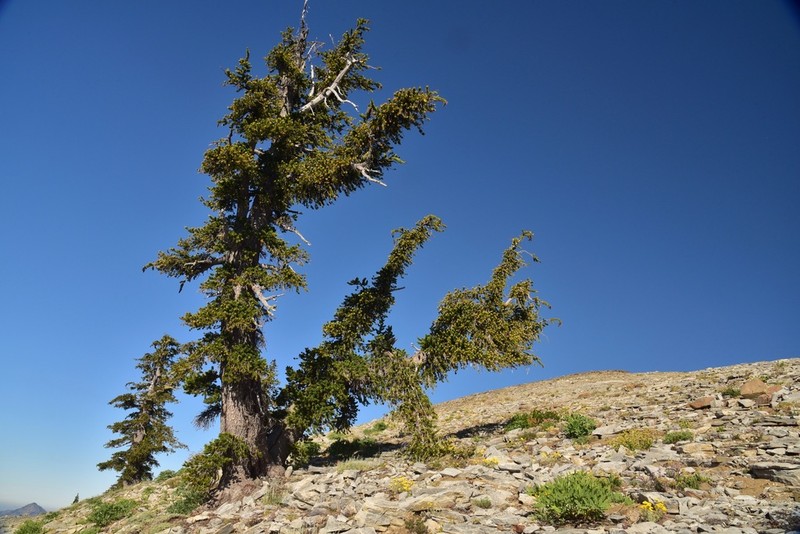 Foxtail Pine photo 7