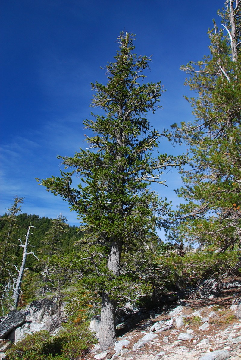 Foxtail Pine photo 8