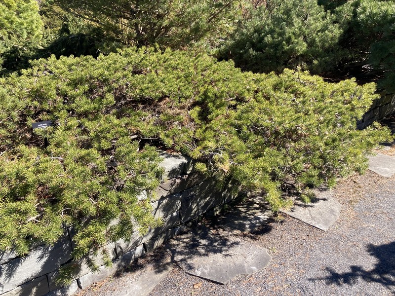 Jack Pine photo 2