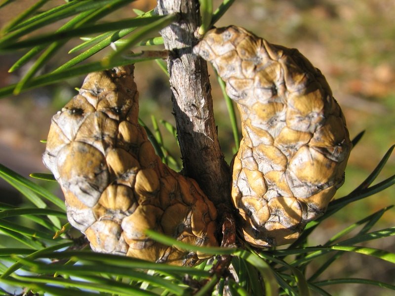 Jack Pine photo 4