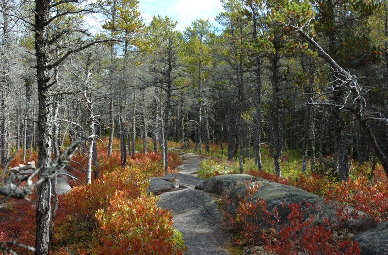 Jack Pine photo 5
