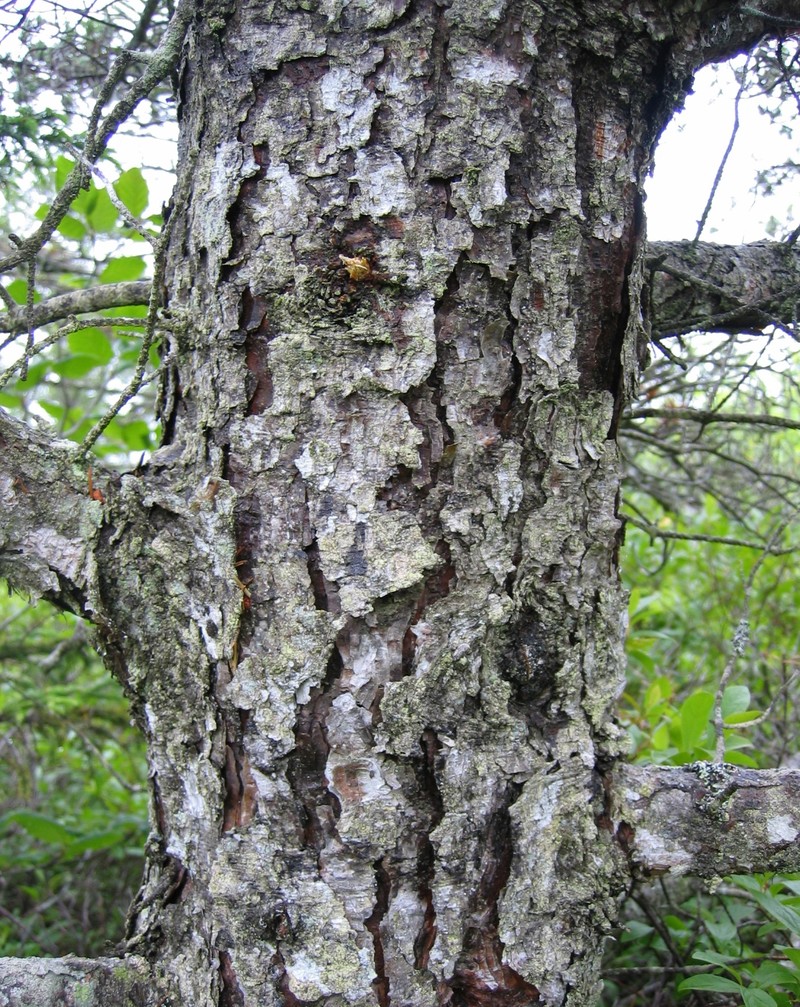 Jack Pine photo 8