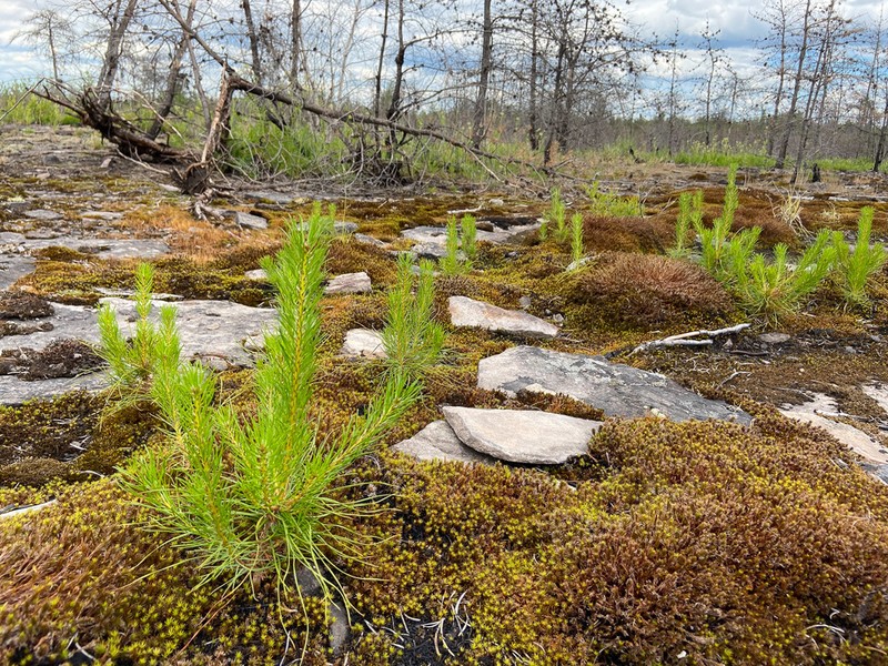 Jack Pine photo 6