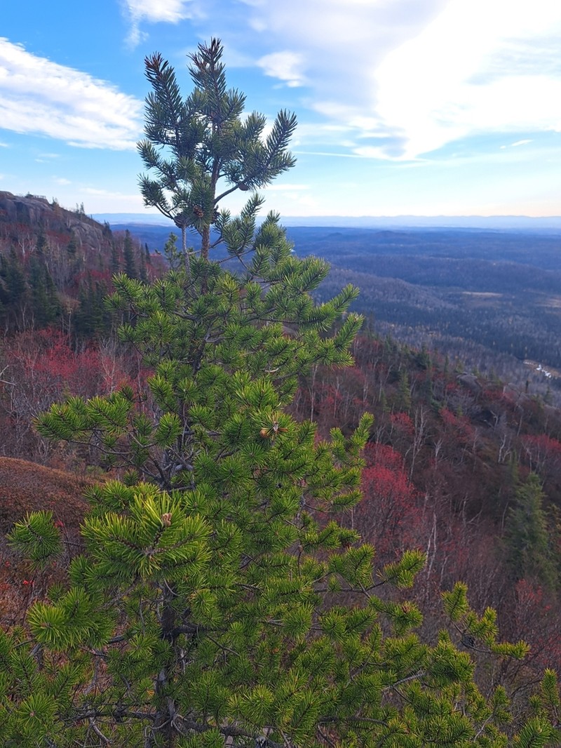 Jack Pine photo 7