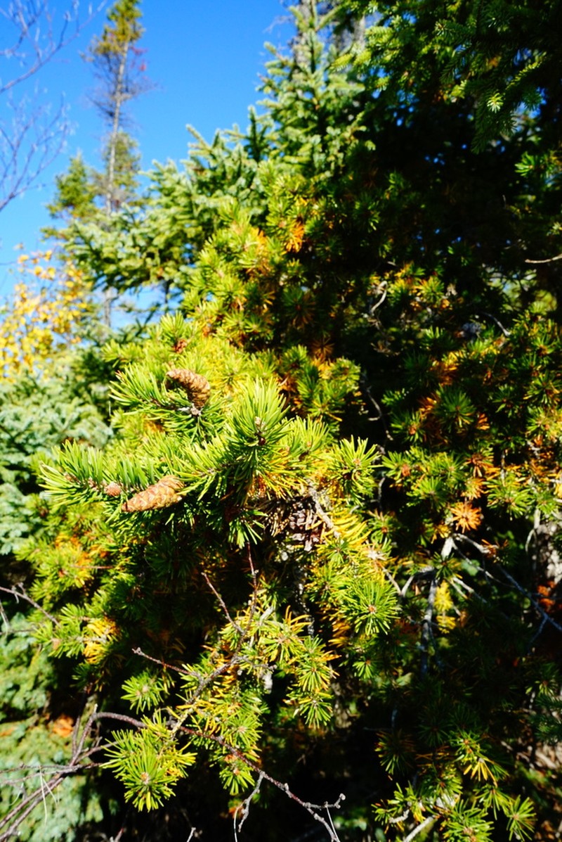 Jack Pine photo 8
