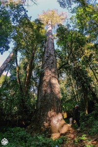 Pinus bhutanica