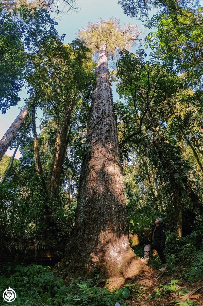 Pinus bhutanica