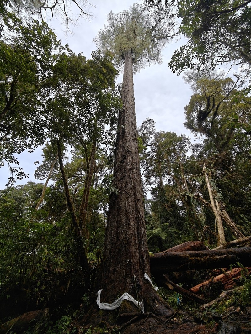 Pinus bhutanica photo 2