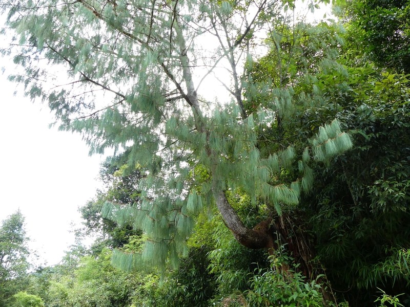 Pinus bhutanica photo 3