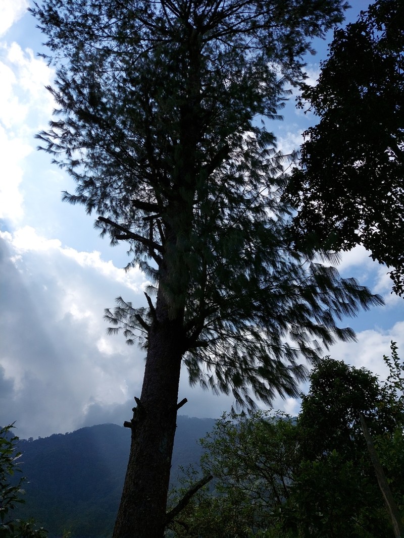 Pinus bhutanica photo 4