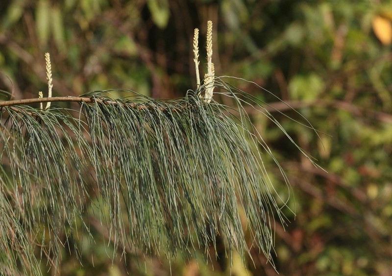 Pinus bhutanica photo 5