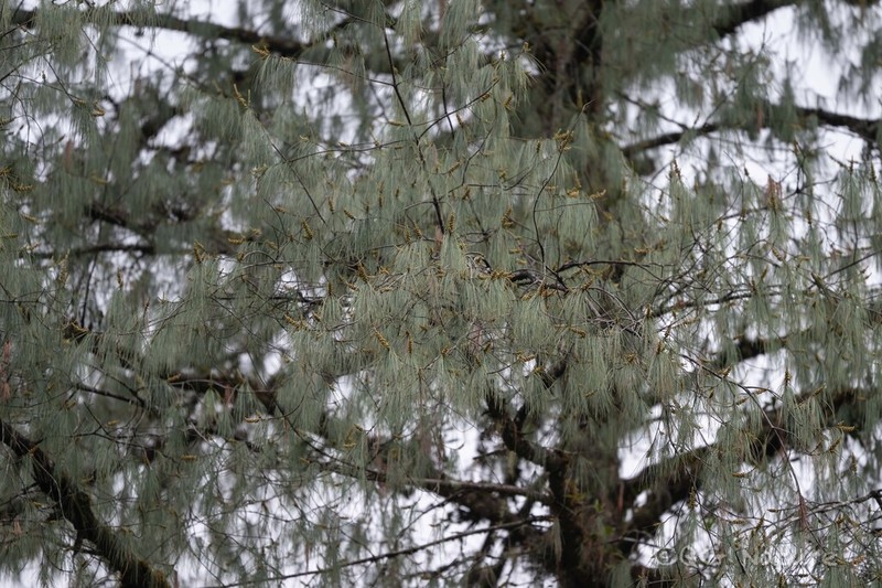Pinus bhutanica photo 6
