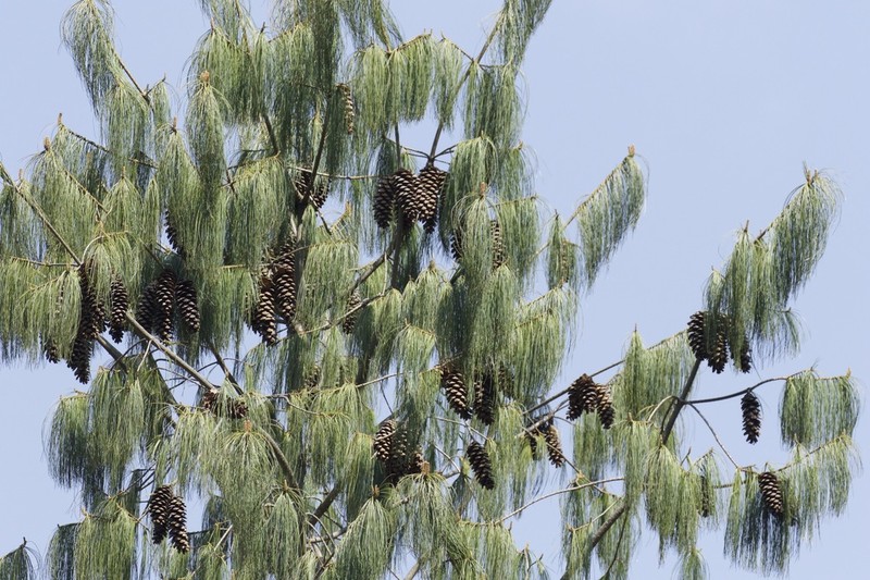 Pinus bhutanica photo 7