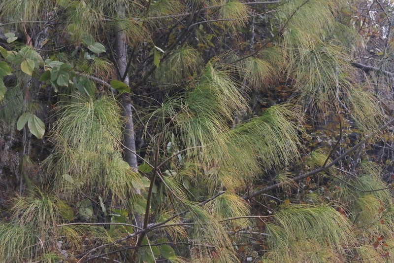 Pinus bhutanica photo 8