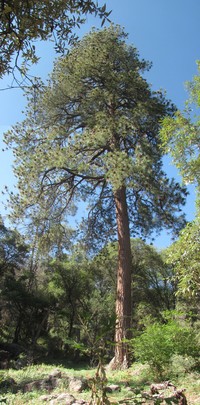 Pinus brachyptera