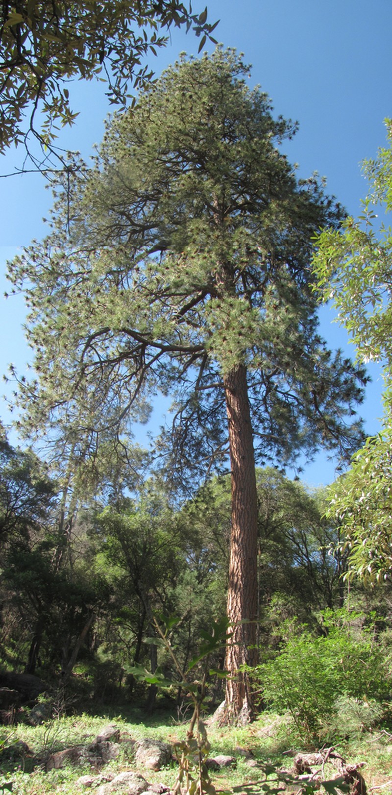 Pinus brachyptera