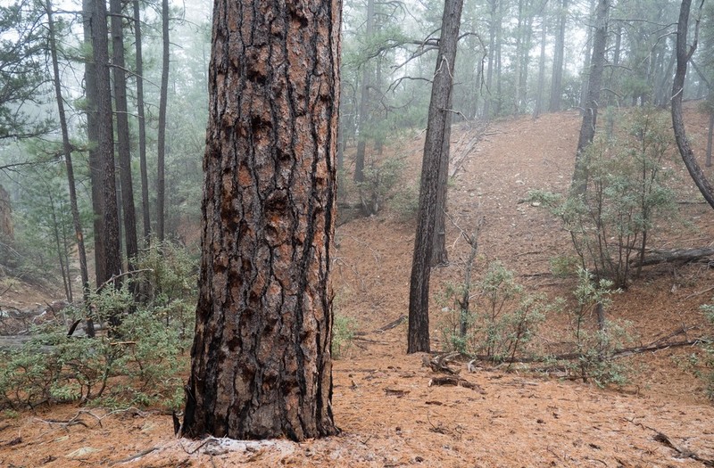 Pinus brachyptera photo 2